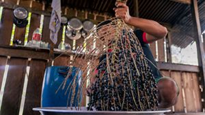 Indígenas extraindo açaí