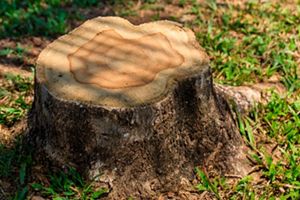 A derrubada de floresta para expandir áreas de produção é o maior desafio para proteção da natureza nos biomas brasileiros.