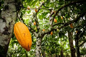 View of cacao trees in Brazil.