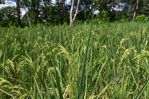 Plantação de arroz em sistema de cultivo chamado de roça-de-toco ou coivara - Terra Indígena São Marcos da etnia Xavante

