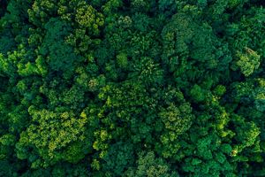 Aerial view of dense tropical forest canopy.