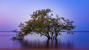 Árvore em meio a floresta amazônica