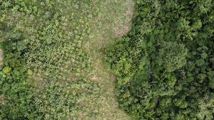 Vista aérea de área de restauração em agroflorestas.