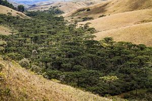 Floresta de Araucária no Parque Estadual da Serra do Papagaio