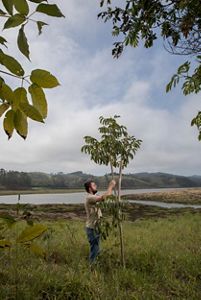 O engenheiro agrônomo Pedro Matarazzo fazendo manutenção de área de restauração em Salesópolis-SP.