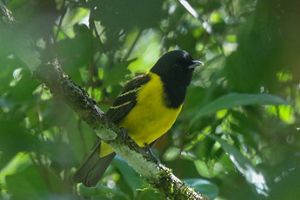 O Carpornis cucullata, Cocoroxó, também voltou a circular pelas novas florestas restauradas na bacia do Rio Guandu.