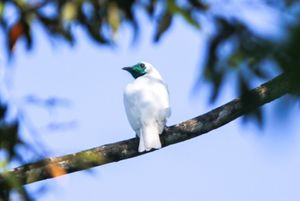 Procnias nudicolis, conhecido como araponga, foi uma das espécies que retornou a região da bacia do Rio Guandu.
