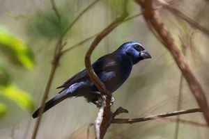 O azulão, Cyanoloxia brissonii, foi outra das espécies que retornou a região.