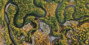 Vista aérea de rio sinuoso cruzando floresta densa, com tons verdes e dourados entre mangues. 