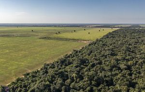 Imagem aérea de área de produção junto a floresta preservada.