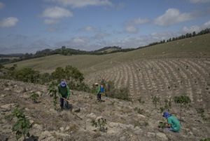 Pessoas trabalhando na manutenção de área de restauração florestal.