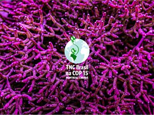 Coral terrestre // Foto macro de suculenta