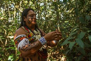 Rony Paresi, cacique da Aldeia Wazaré, demonstrando plantas medicinais durante passeio no plano de visitação de turismo.