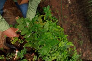 Até 2030, o objetivo é melhorar a gestão territorial e evitar o desmatamento de mais de 1 milhão de hectares de vegetação nativa