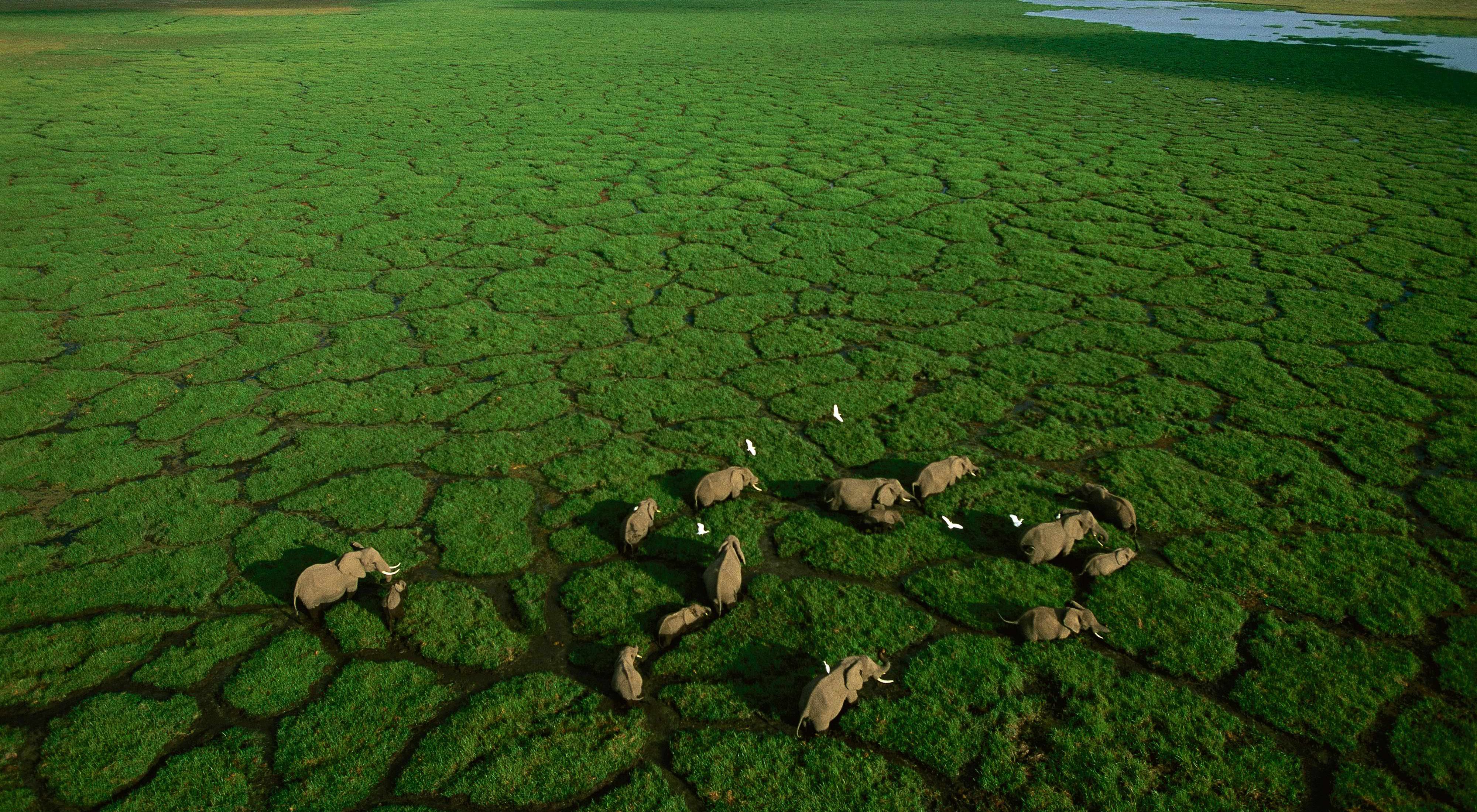 Elephants walk through grass trail in Lake Amboseli