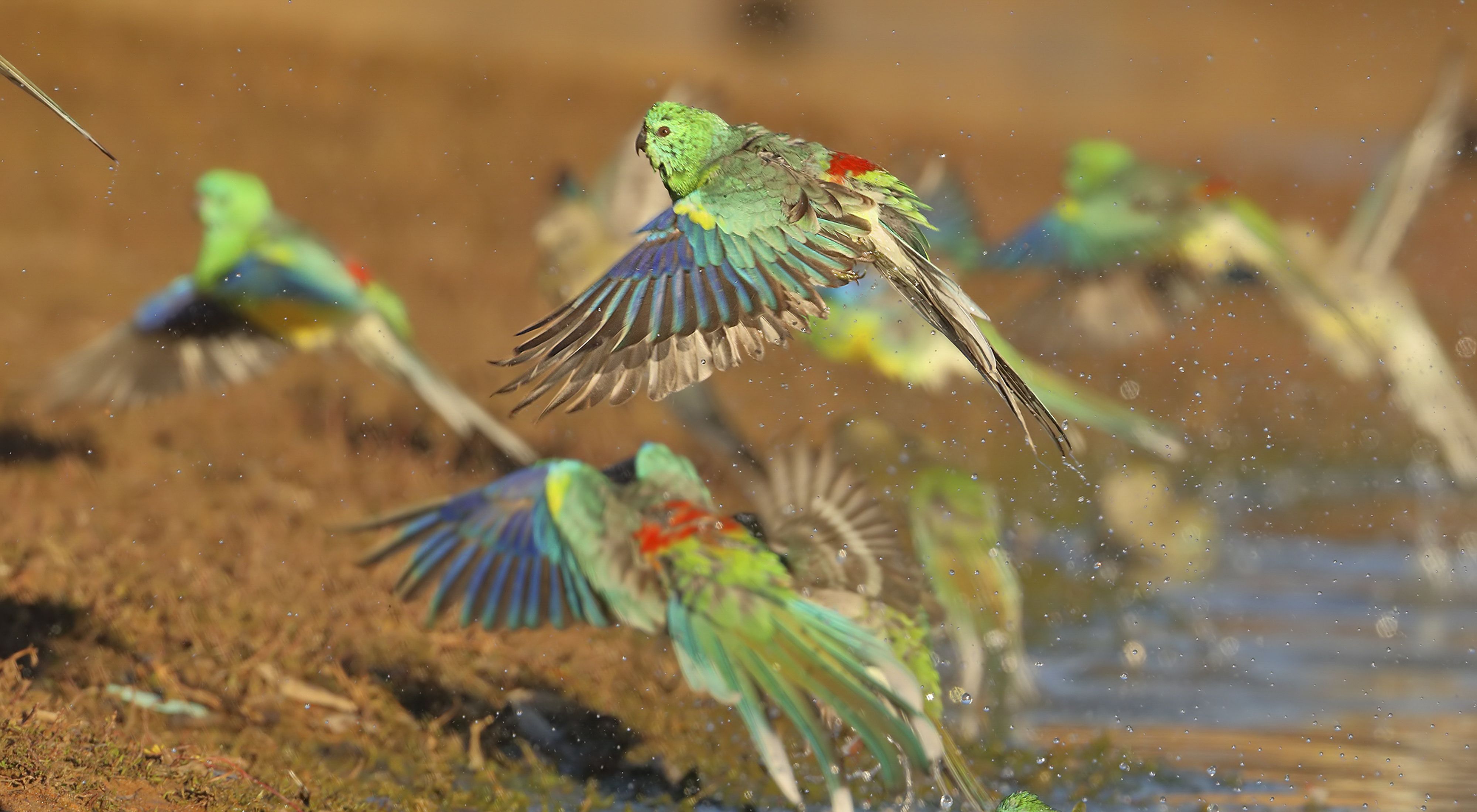 Red-rumped Parrots leaving a waterhole after a drink and a bath.