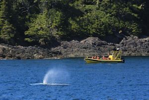 A whale watching boat on the water near a whale spout. 