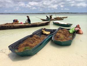 boats of seaweed in shallow water, with people tending to them