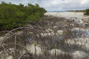 mangrove roots stretching into the water.