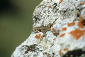 Portrait of a western fence lizard (Sceloporus occidentalis) on lichen covered rock at Big Sky Ranch near Simi Valley, Los Angeles County, CA.