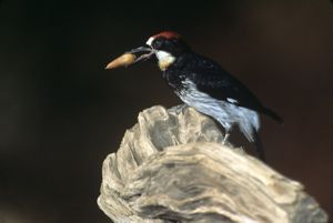 An acorn woodpecker with an acorn in its beak lands on a branch.
