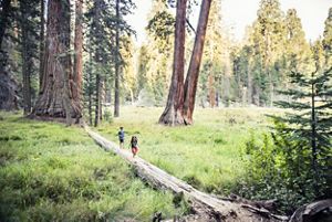 2 children walking along a fallen tree in a meadow of a forest, large trees surrounding them.
