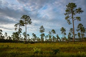 A landscape of longleaf pines in front of a cloudy sky