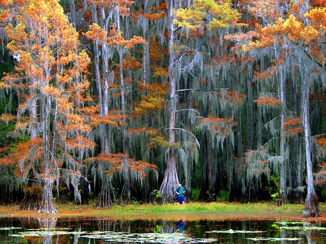 Huge cypress trees grow out of the water at a lake in Texas. The tree trunks widen dramatically near the water's surface. Many trees are displaying autumn colors with branches full of spanish moss.