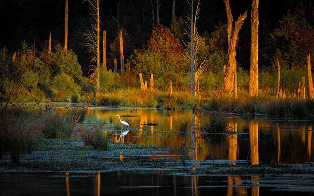 A white egret is reflected in the calm water of a tree lined wetland illuminated by the setting sun.