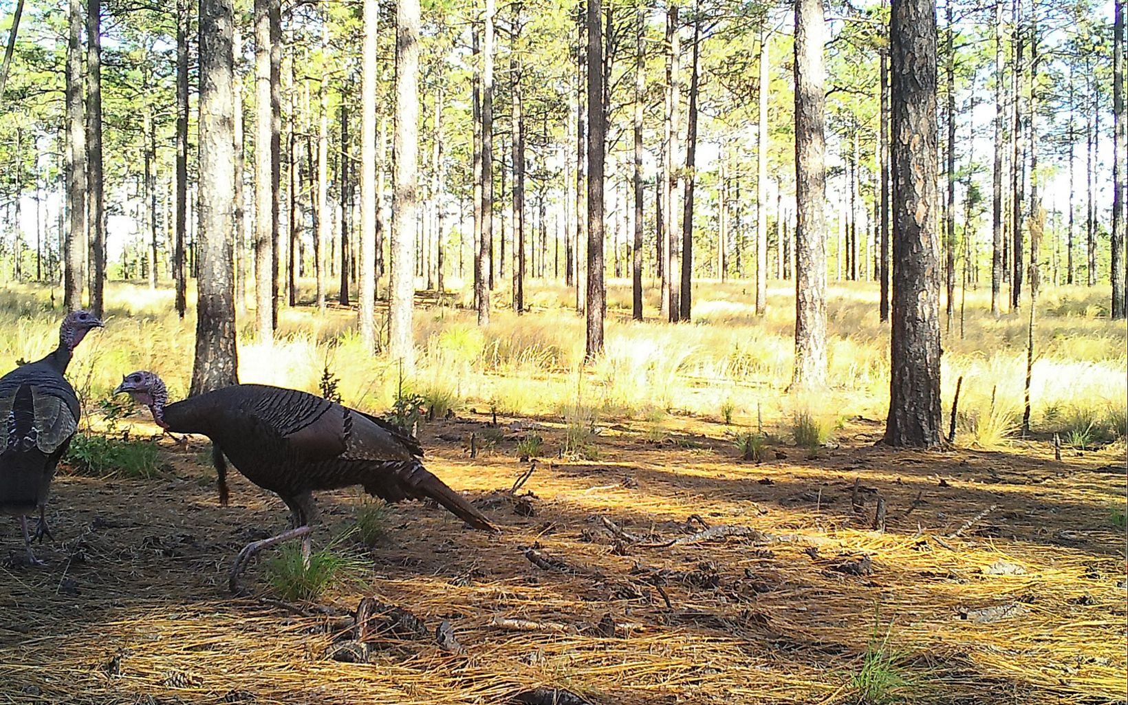 
                
                  Wild Turkeys Wild turkeys roam between the widely-spaced trees of the longleaf pine habitat. 
                  © Sydney Bezanson
                
              