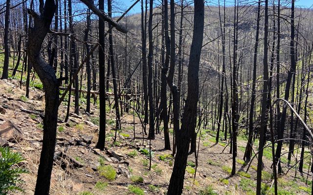 A burned forest with plants growing on the ground.