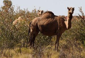 Camel in the Great Sandy Desert