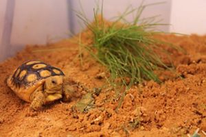A young gopher tortoise in a captive enclosure with sand and grass at a nursery in Camp Shelby.