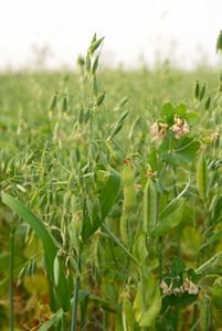 close up of grain plants.