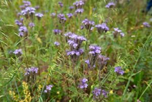 An example of a pollinator-friendly plant, Phacelia tanacetifolia, integrated alongside agricultural crops.