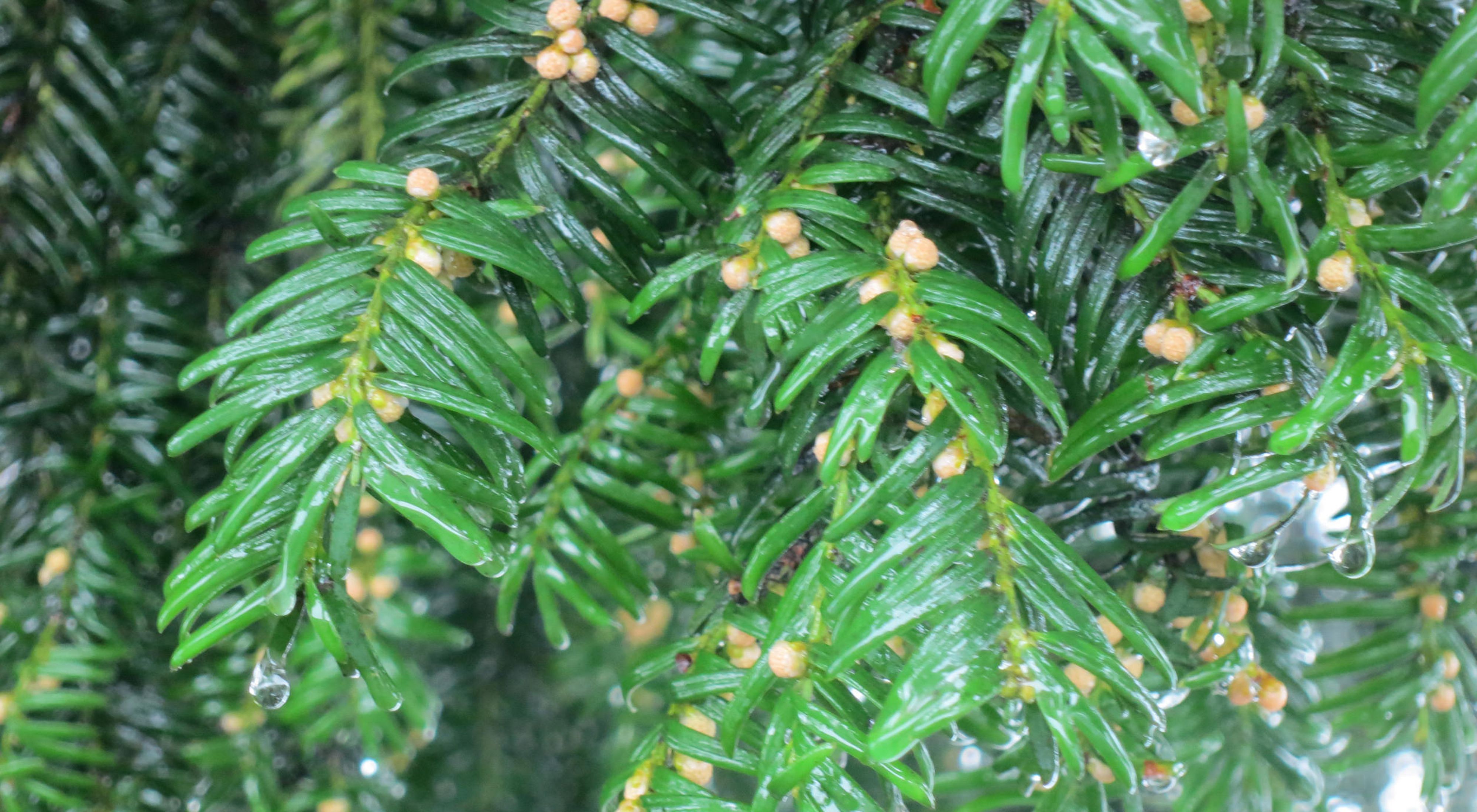 Closeup view of the green needles and yellowish berries of a Canada yew.