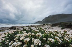 Fynbos flowers on Cape Town beach