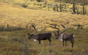 side view of a caribou