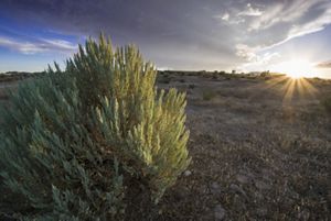 A sagebrush in the foreground of a large desert field in Eastern Nevada.