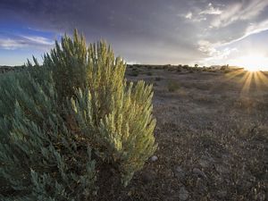 A sagebrush in the foreground of a large desert field in Eastern Nevada.