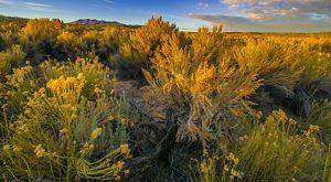Sagebrush at sunset. 