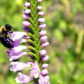A carpenter bee.