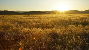 Sunrise in the distance over low hills at the edge of a wide grassland.