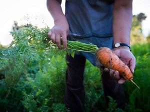 A freshly harvested carrot.
