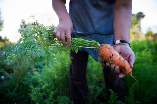 Photo of a man's hands holding a freshly picked carrot from a field.