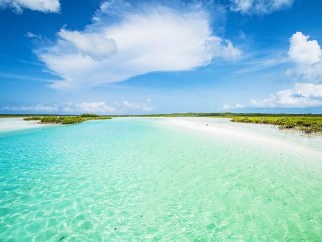 a tropical ocean and mangrove trees