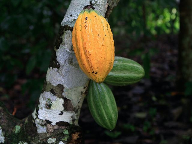 Tres frutas de cacao cuelgan de la rama de un árbol