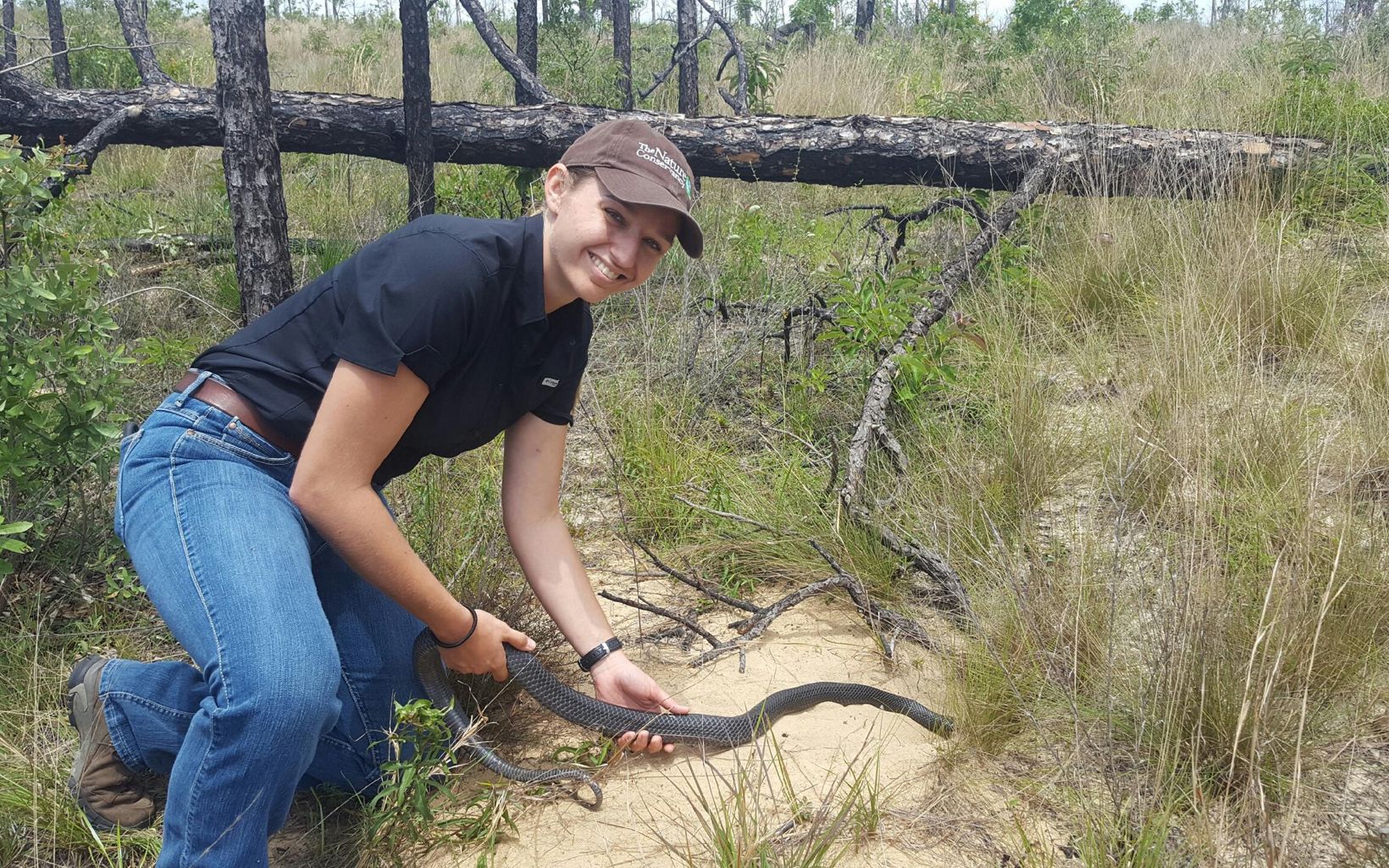 Indigo Snake Release Staff member releases an Eastern indigo snake into a gopher tortoise burrow at Apalachicola Bluffs and Ravines Preserve, as part of a ten-year species reintroduction program. © Tim Donovan