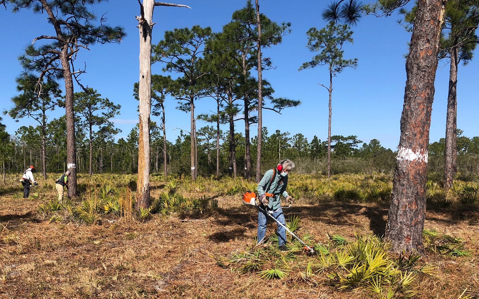 Habitat Restoration Volunteers participate in the Red-Cockaded Woodpecker workdays, restoring the nesting habitat to support the translocation program at The Disney Wilderness Preserve.  © Chelsea MacKenzie/TNC