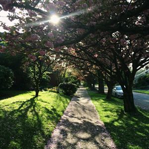View looking down a sidewalk with a row of trees on one side and grass on the other.